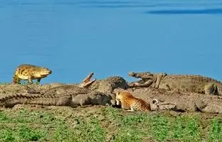 نبرد نفس‌گیر پلنگ نابینا با ۱۰ کروکودیل بر سر غذا + ویدئو
