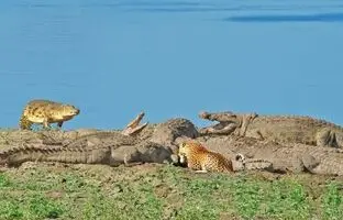 نبرد نفس‌گیر پلنگ نابینا با ۱۰ کروکودیل بر سر غذا + ویدئو
