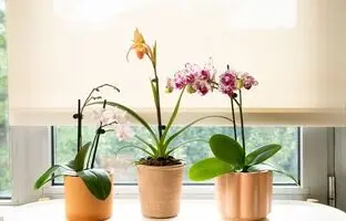 گیاهان آپارتمانی گلدار مقاوم به سرما + بهترین گل آپارتمانی برای زمستان