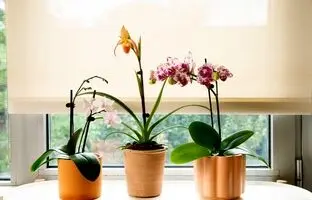 گیاهان آپارتمانی گلدار مقاوم به سرما + بهترین گل آپارتمانی برای زمستان