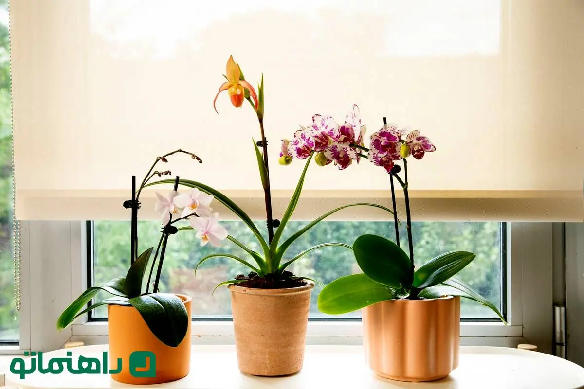 گیاهان آپارتمانی گلدار مقاوم به سرما + بهترین گل آپارتمانی برای زمستان