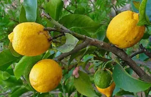 خواص بالنگ برای سلامت بدن، شما را شگفت‌زده می‌کند! 