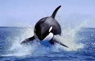 ترفند زیرکانه اورکای باهوش برای شکار پرنده بخت برگشته! +ویدئو