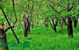 سفر به روستای عنبران؛ بهشتی معطر در قلب کوه‌های مشهد 