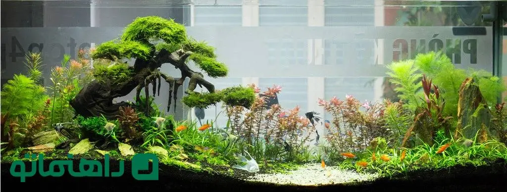 انواع گیاهان آکواریومی و نحوه نگهداری از آن ها