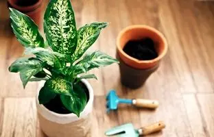 گیاه دیفن باخیا چگونه گیاهی است و چطور از آن مراقبت کنیم؟