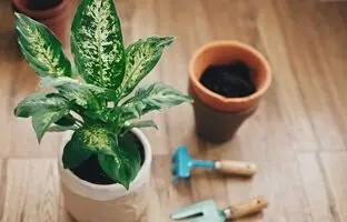گیاه دیفن باخیا چگونه گیاهی است و چطور از آن مراقبت کنیم؟