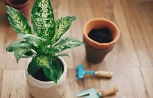 گیاه دیفن باخیا چگونه گیاهی است و چطور از آن مراقبت کنیم؟