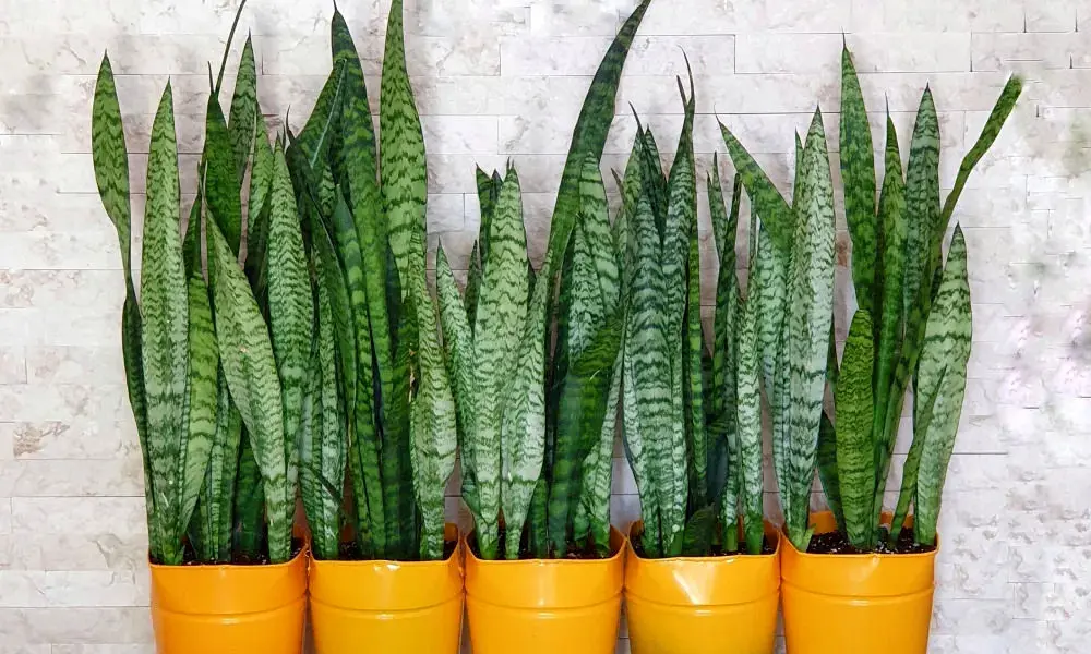  بهترین کود برای رشد و شادابی سانسوریا