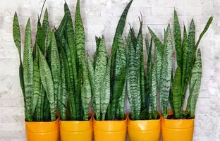  بهترین کود برای رشد و شادابی سانسوریا