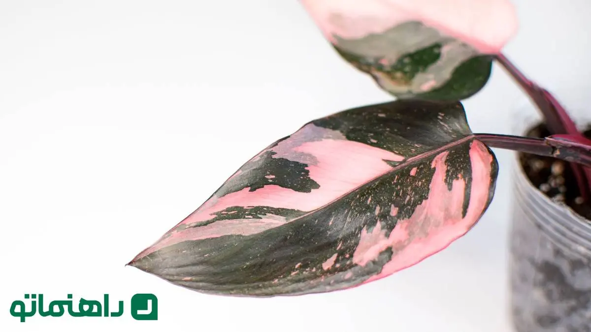 رنگارنگ‌ترین گیاهان آپارتمانی برای متفاوت کردن فضای خانه شما