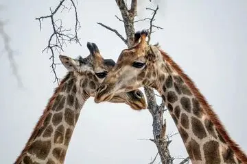 راز گردن دراز و عجیب زرافه‌ها چیست؟