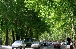 تهران قدیم؛ «خیابان تاریخی ولیعصر با چنارهای دیدنی»؛ سال 1326 + تصویر