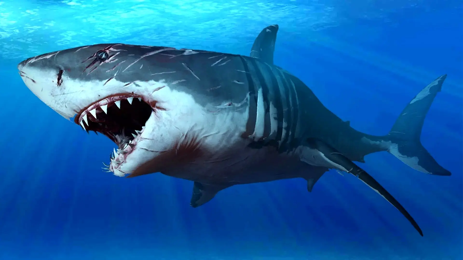 چرا کوسه‌ ها سوراخ بینی دارند ولی شش ندارند؟