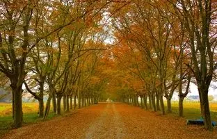 جاهای دیدنی ساری؛ دریاچه، آبشار و خاص‌ترین حیات وحش ایران در فصل برگریزان