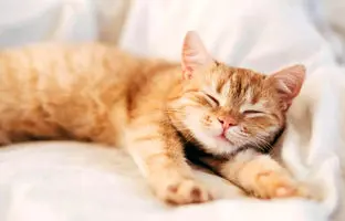 دانشمندان راز ژنتیکی گربه‌های نارنجی را پس از دهه‌ها کشف کردند