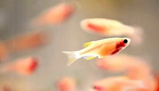 کشف راز ترمیم نخاع قطع‌شده در گورخرماهی 