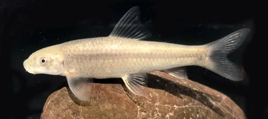 کشف یک گونه جدید ماهی در هرمزگان