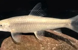 کشف یک گونه جدید ماهی در هرمزگان