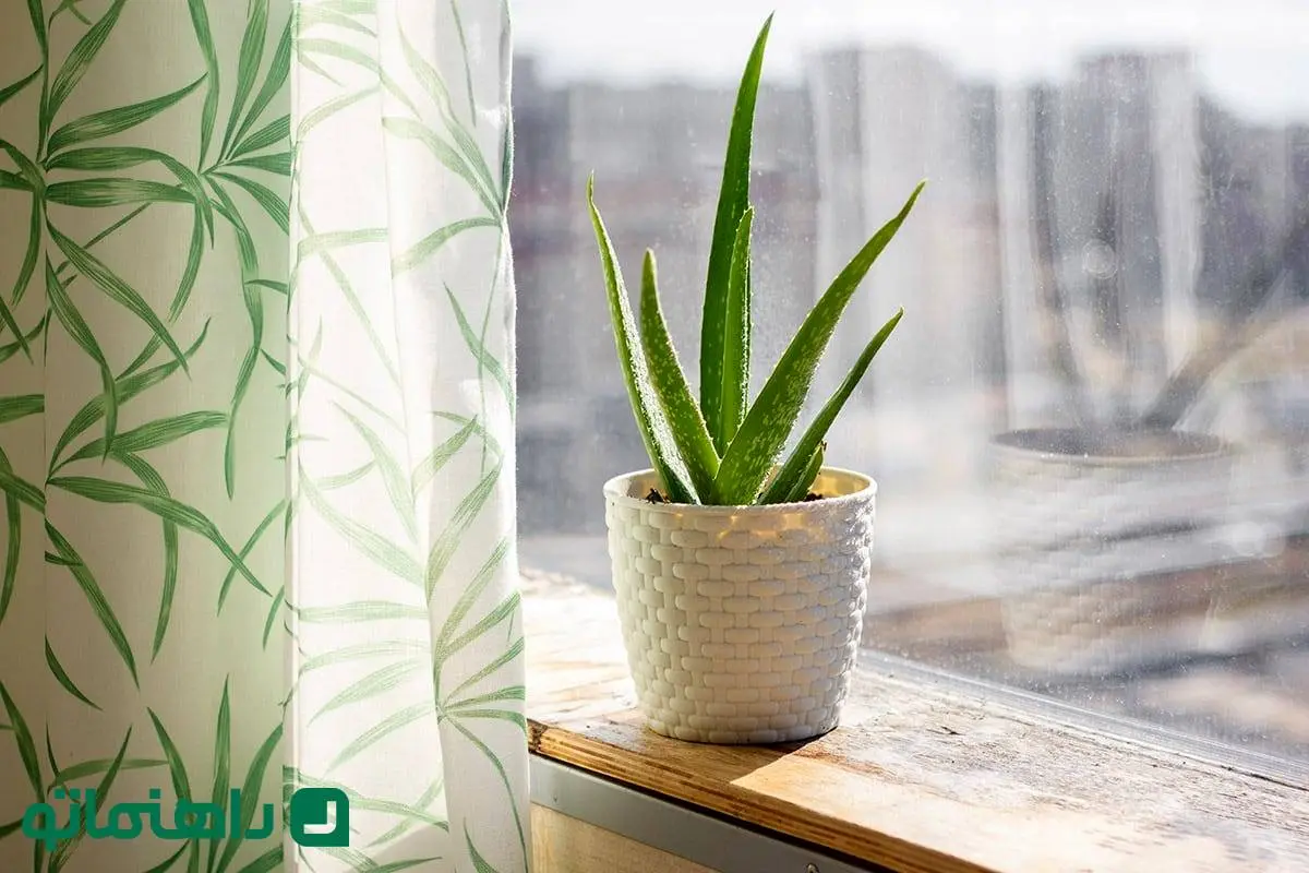 گیاه آلوئه ورا در آپارتمان ؛ از نگهداری تا مزایای آن برای پوست و فنگ شویی