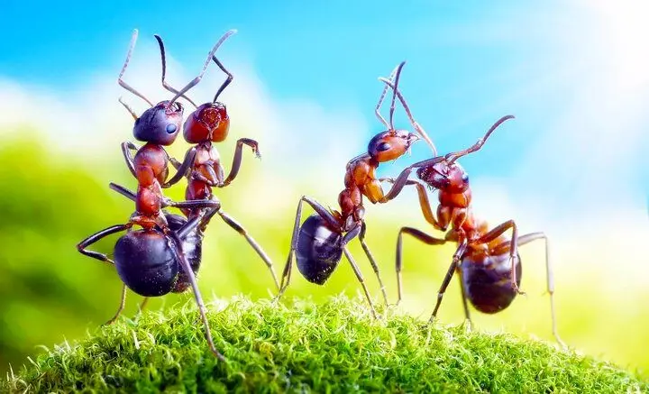 مورچه‌ها دنیا را تسخیر کرده‌اند/ وزن مورچه‌های از مجموع وزن پستانداران و پرنده‌ها فراتر رفت!