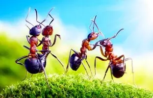 مورچه‌ها دنیا را تسخیر کرده‌اند/ وزن مورچه‌های از مجموع وزن پستانداران و پرنده‌ها فراتر رفت!