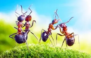 مورچه‌ها دنیا را تسخیر کرده‌اند/ وزن مورچه‌های از مجموع وزن پستانداران و پرنده‌ها فراتر رفت!
