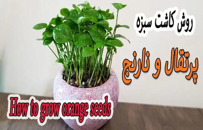  یک روش ساده برای کاشت سبزه با هسته پرتقال و نارنج برای سفره هفت سین + ویدئو