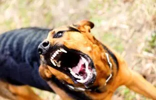 لحظه وحشتناک حمله دو سگ به یک زن جوان + ویدئو