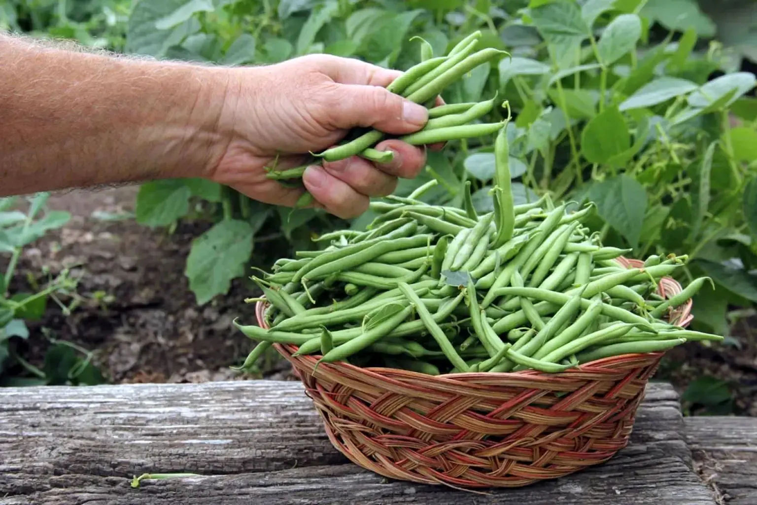 آموزش کامل فریز کردن لوبیا سبز با گوجه