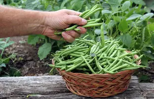 آموزش کامل فریز کردن لوبیا سبز با گوجه