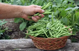 آموزش کامل فریز کردن لوبیا سبز با گوجه
