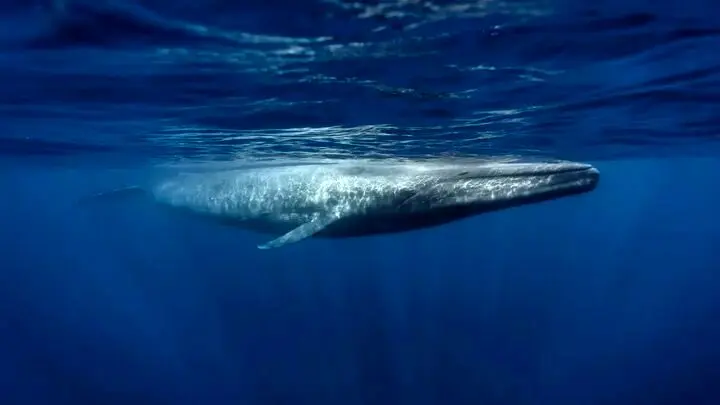 موجود ۲۰۰ تُنی که زبانش اندازه فیل است!/ بزرگترین در جهان