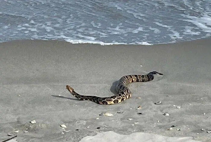 هجوم مارهای آبی به ساحل شیرود تنکابن + ویدئو