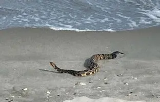 هجوم مارهای آبی به ساحل شیرود تنکابن + ویدئو