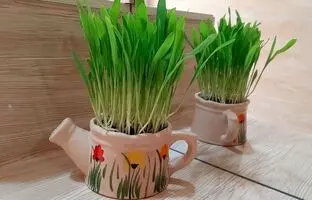 یک ایده خلاقانه برای کاشت «سبزه عید» با «ذرت» + ویدئو