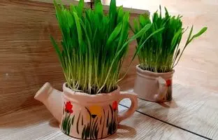 یک ایده خلاقانه برای کاشت «سبزه عید» با «ذرت» + ویدئو
