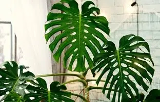 7 مدل از زیباترین برگ انجیری‌ها؛ جنگل استوایی را به خانه بیاورید!