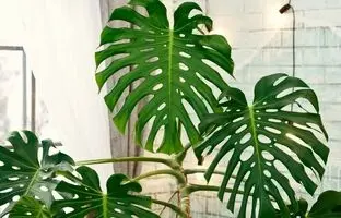 7 مدل از زیباترین برگ انجیری‌ها؛ جنگل استوایی را به خانه بیاورید!