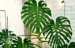 7 مدل از زیباترین برگ انجیری‌ها؛ جنگل استوایی را به خانه بیاورید!