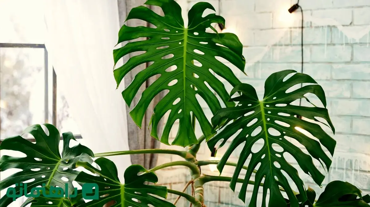 7 مدل از زیباترین برگ انجیری‌ها؛ جنگل استوایی را به خانه بیاورید!