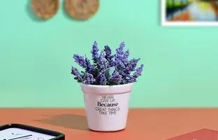 این گیاه انرژی و دانایی خانه را بالا می‌برد؛ مخصوص خانواده‌هایی که بچه مدرسه‌ای دارند