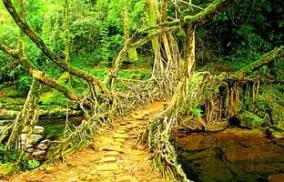 پل‌ شگفت انگیزی که از ریشه درختان ساخته شده‌ است +ویدئو