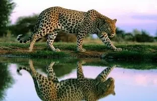 لحظه عبور پلنگ ایرانی از مقابل دوربین + ویدئو