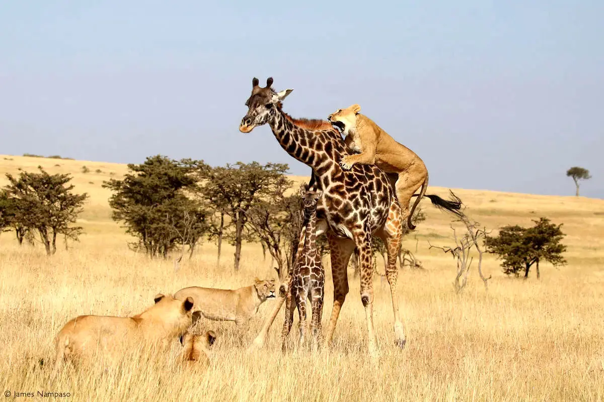  نبرد بی‌امان شیرهای ماده با غول بلندبالای ساوانا + ویدئو