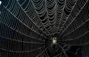  چرا عنکبوت به تار خودش نمی‌چسبد؟ 