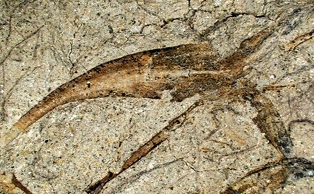  کشف فسیل بذر بالدار 365 میلیون‌ ساله در معدن چینی + عکس