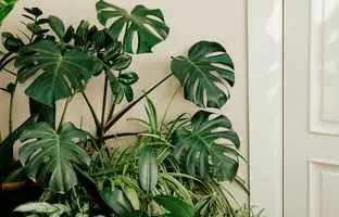 ۶ گیاه آپارتمانی زیبا و متفاوت برای خاص پسند‌ها