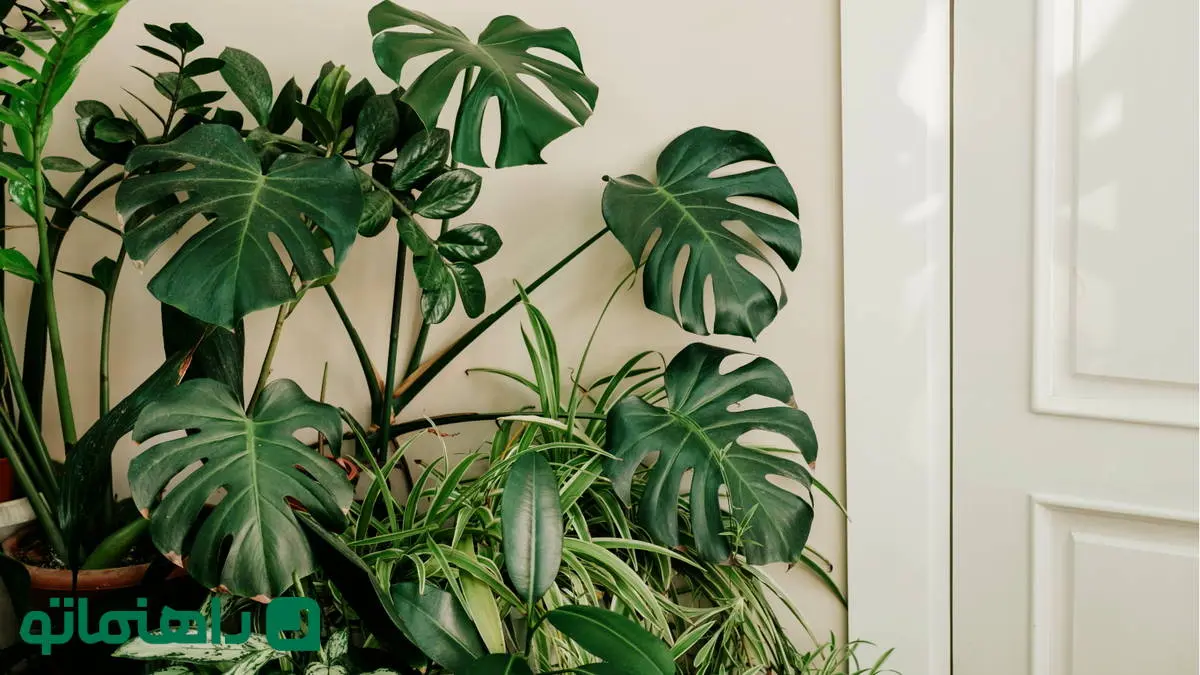 ۶ گیاه آپارتمانی زیبا و متفاوت برای خاص پسند‌ها