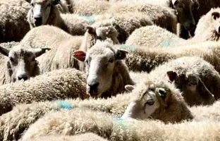 قیمت جدید دام‌زنده ۲۲ دی‌ماه ۱۴۰۳؛ گوسفند و گوساله ارزان شد